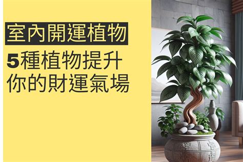 家裡植物風水|10種室內開運植物，擺放家中能開運、招財又鎮宅